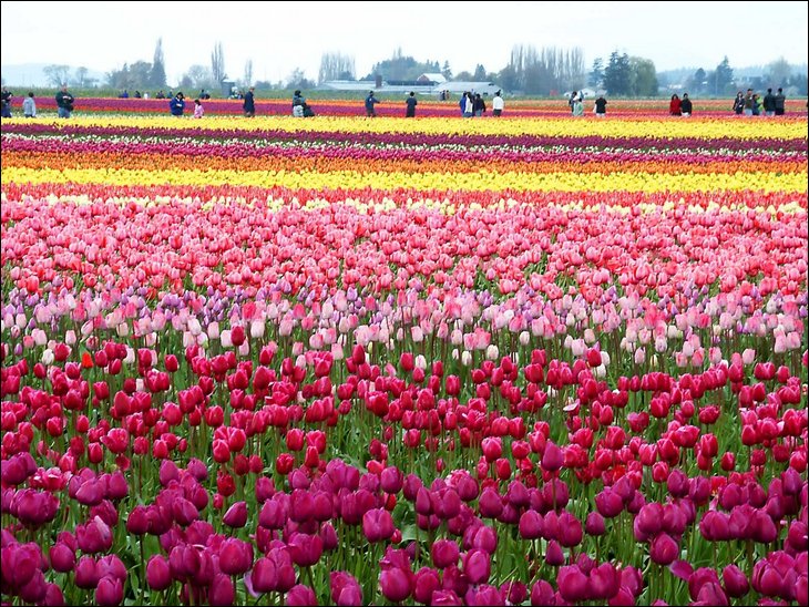 tulips021.jpg